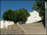 An olive tree provides shelter